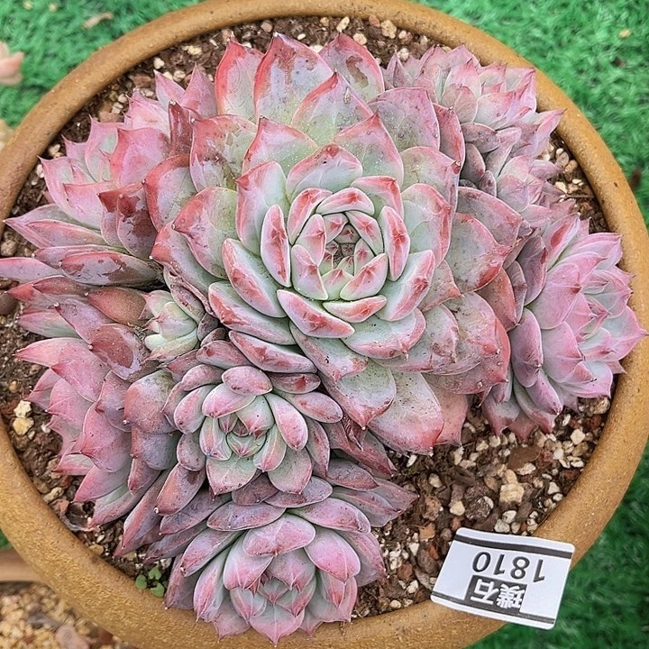 原始卡罗拉1810的润泽去