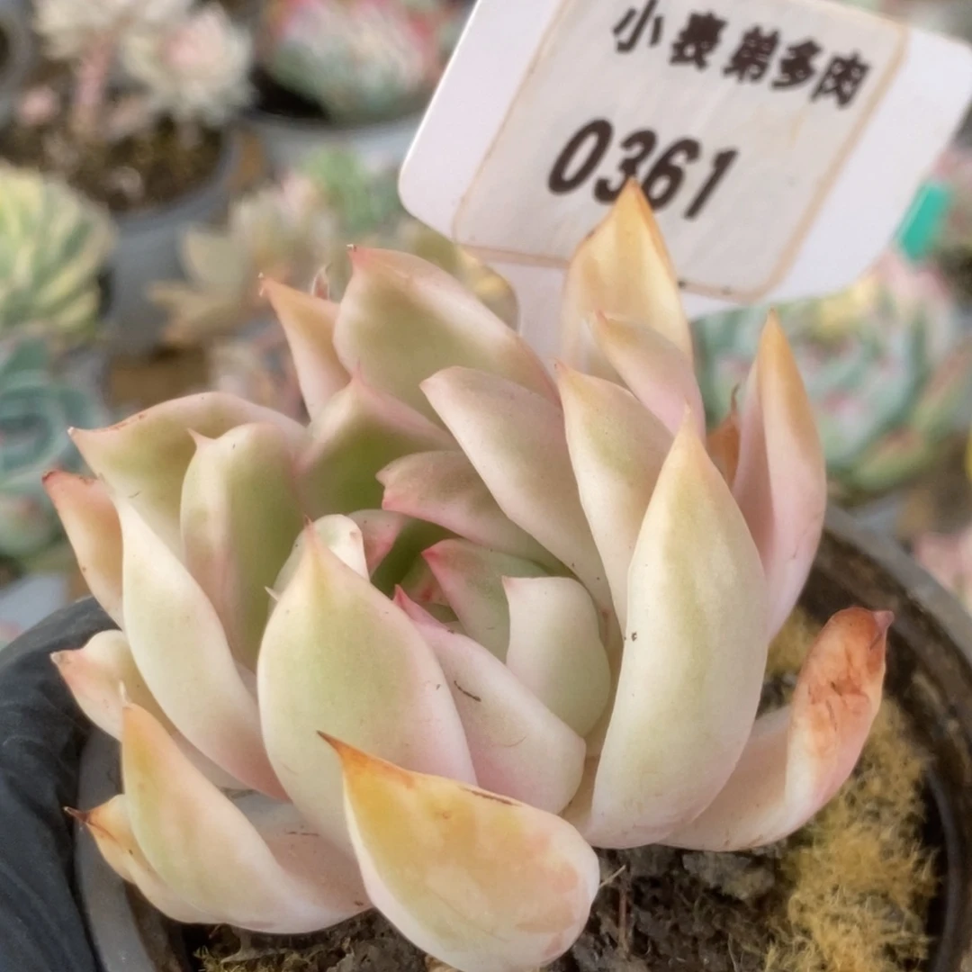 361宝莲灯锦锦锦锦锦