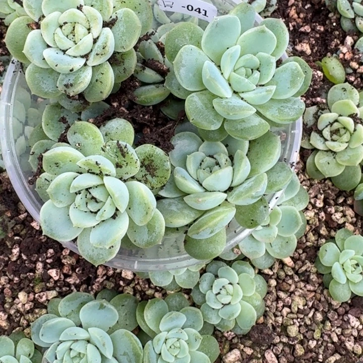****️041无尽灯饭盒一组六颗