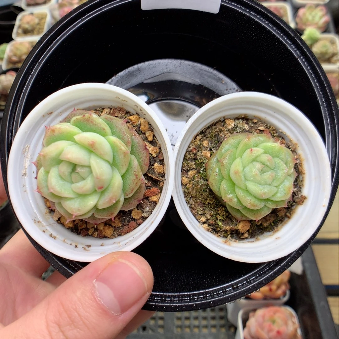 Q19秃子绿透珍妮Q42