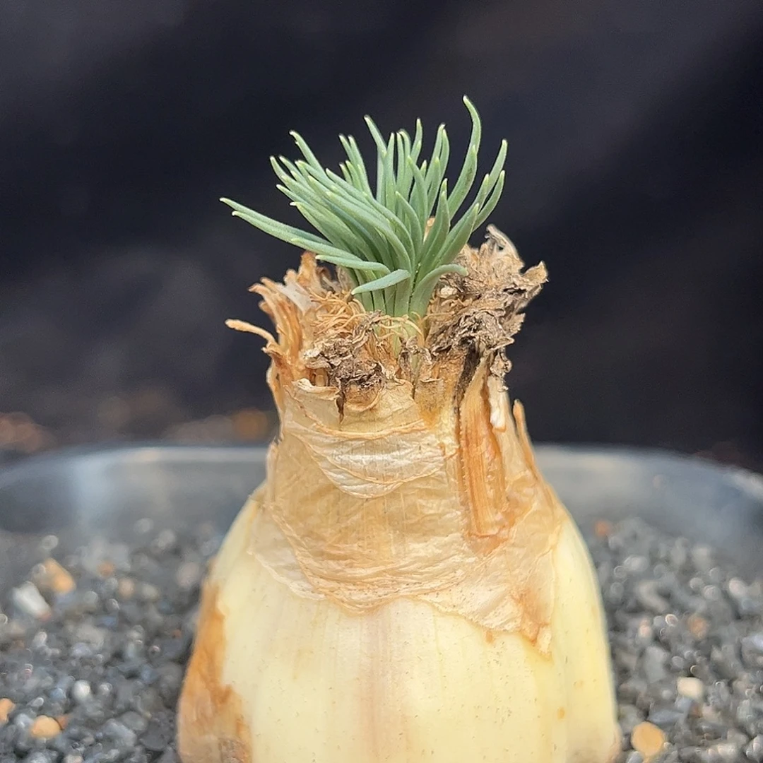 GG弹簧草，产地熟桩