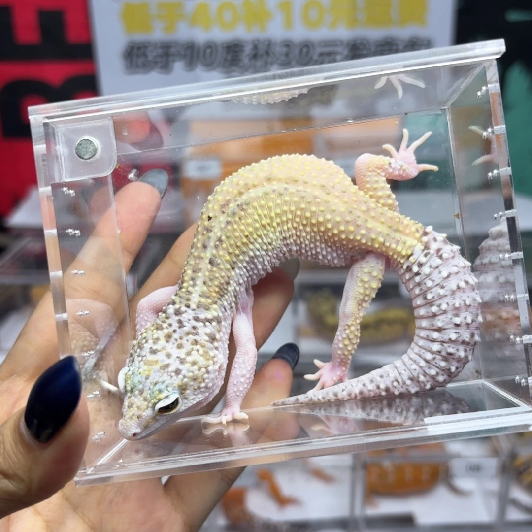 豹纹守宫雪花日食妹妹