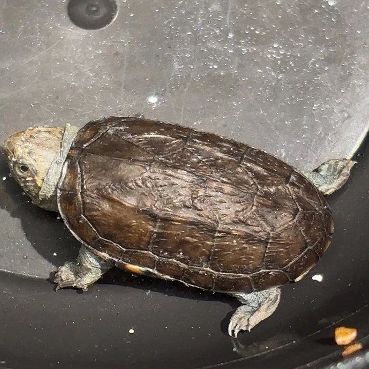 不分公母宠物龟微歪小一代红面