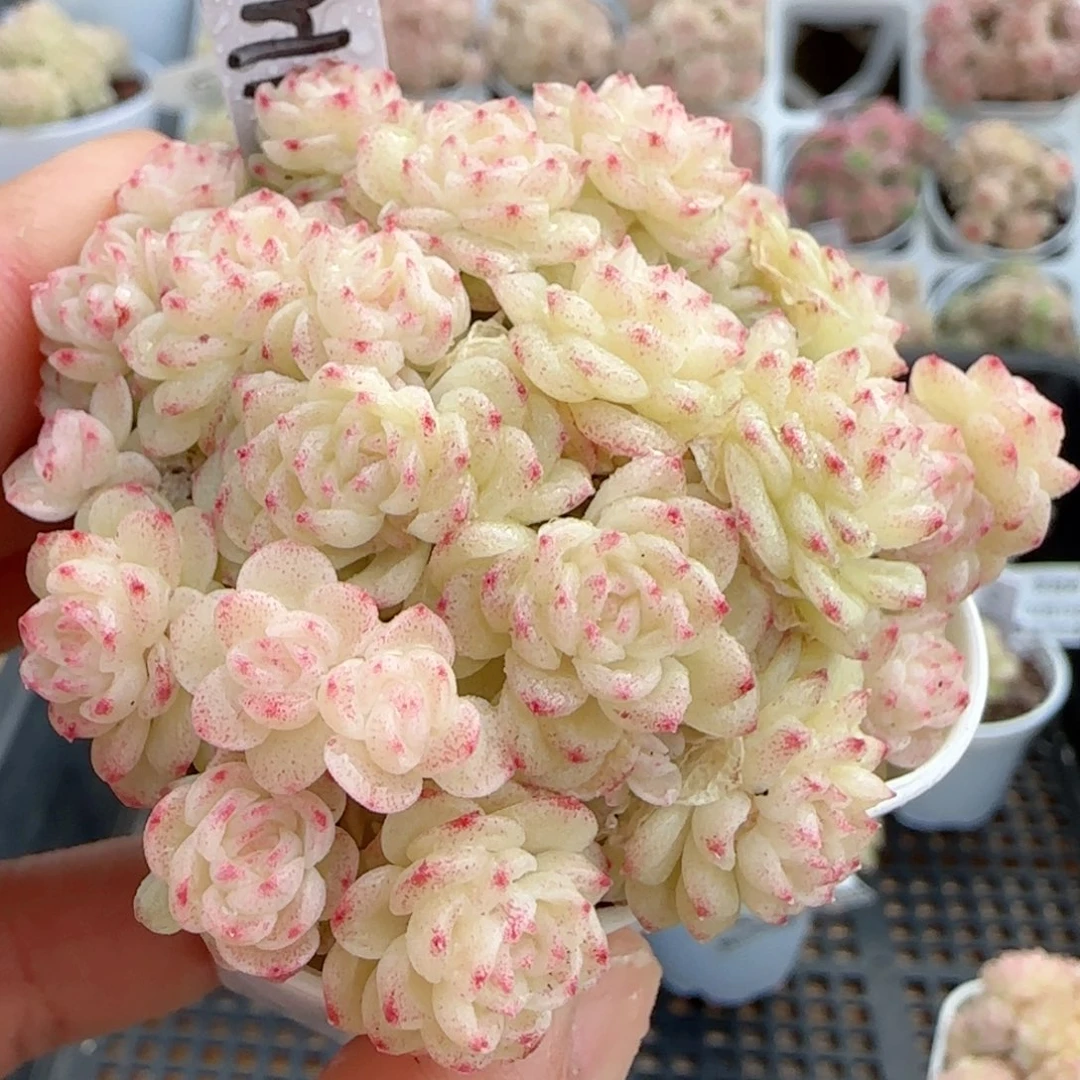 y****g【闪购商品】0219-12（ht-40）