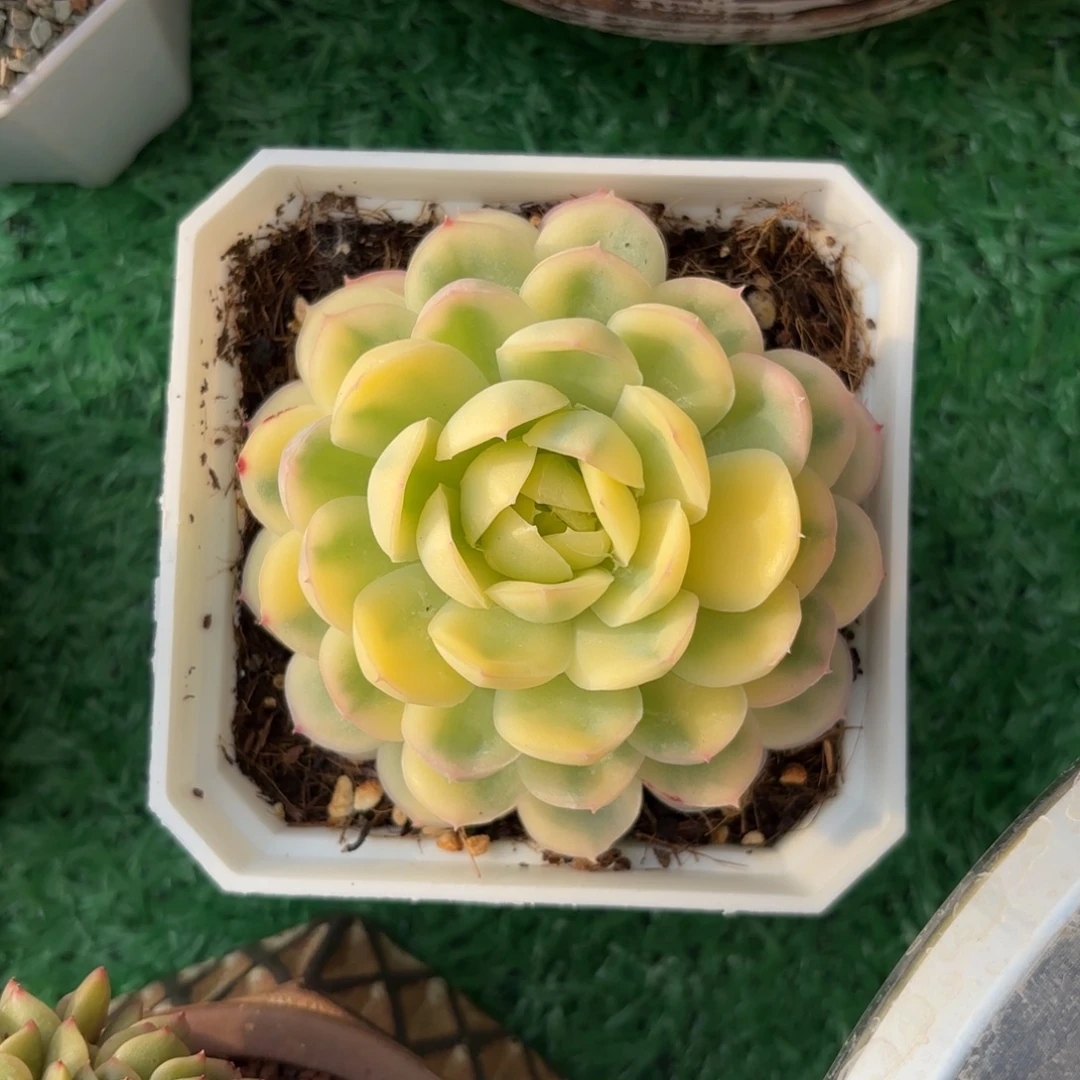 草莓冰锦一物一拍