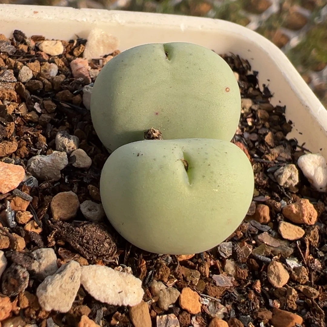 爱心奶拳多肉植物盆栽植物
