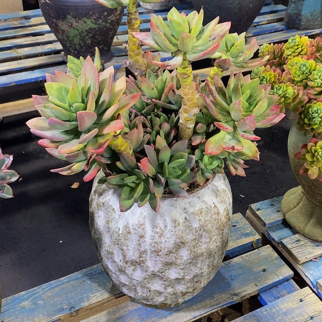 阳**好芒果美人多肉带盆物流自理