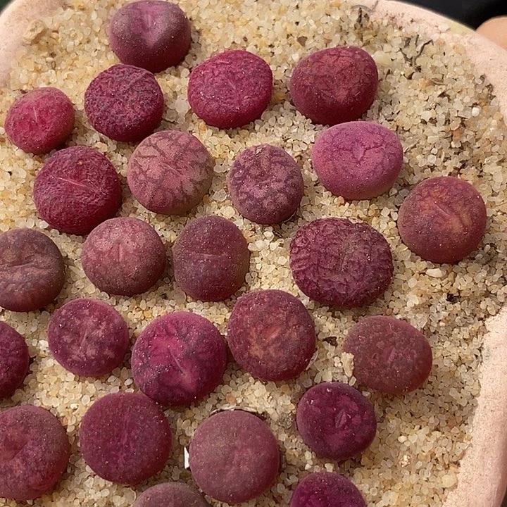 3532墨杂样本一颗