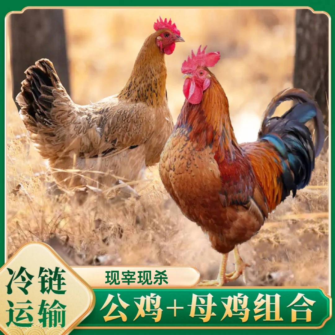 【胖丫】农家放养3只母鸡+1只公鸡组合 到手4只净重11-12斤