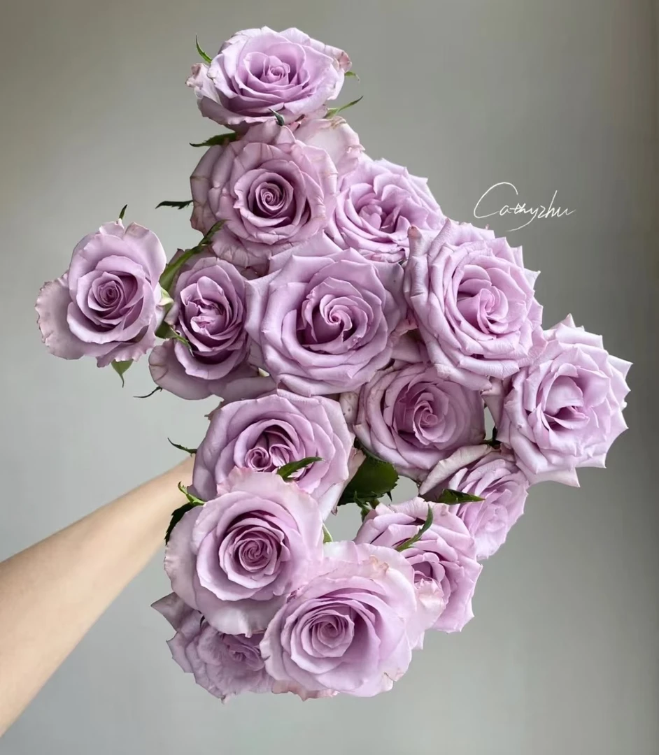 （A级玫瑰 多头九星蓝狐）一单包邮云南基地直发