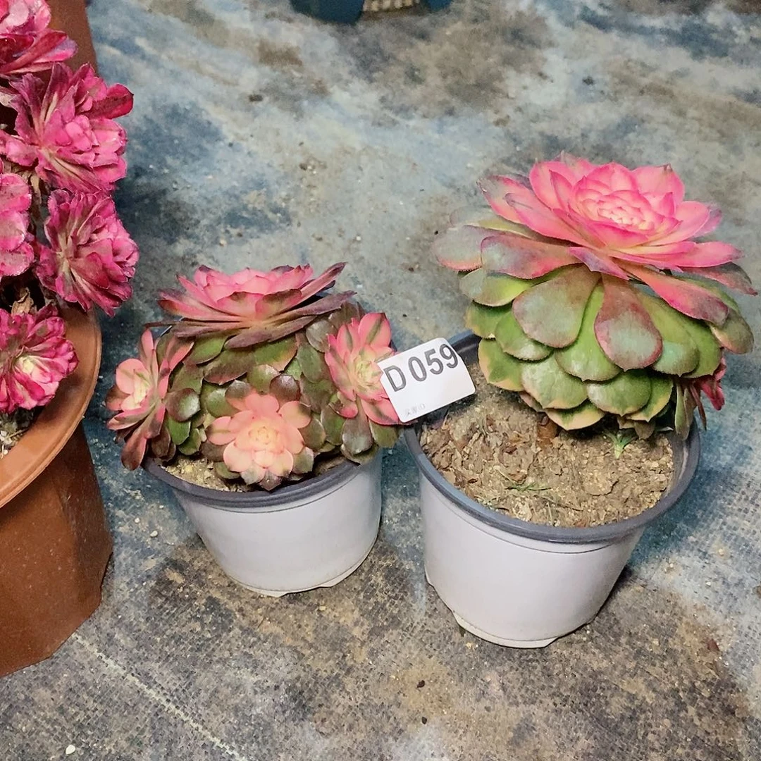 荔枝059多肉111111