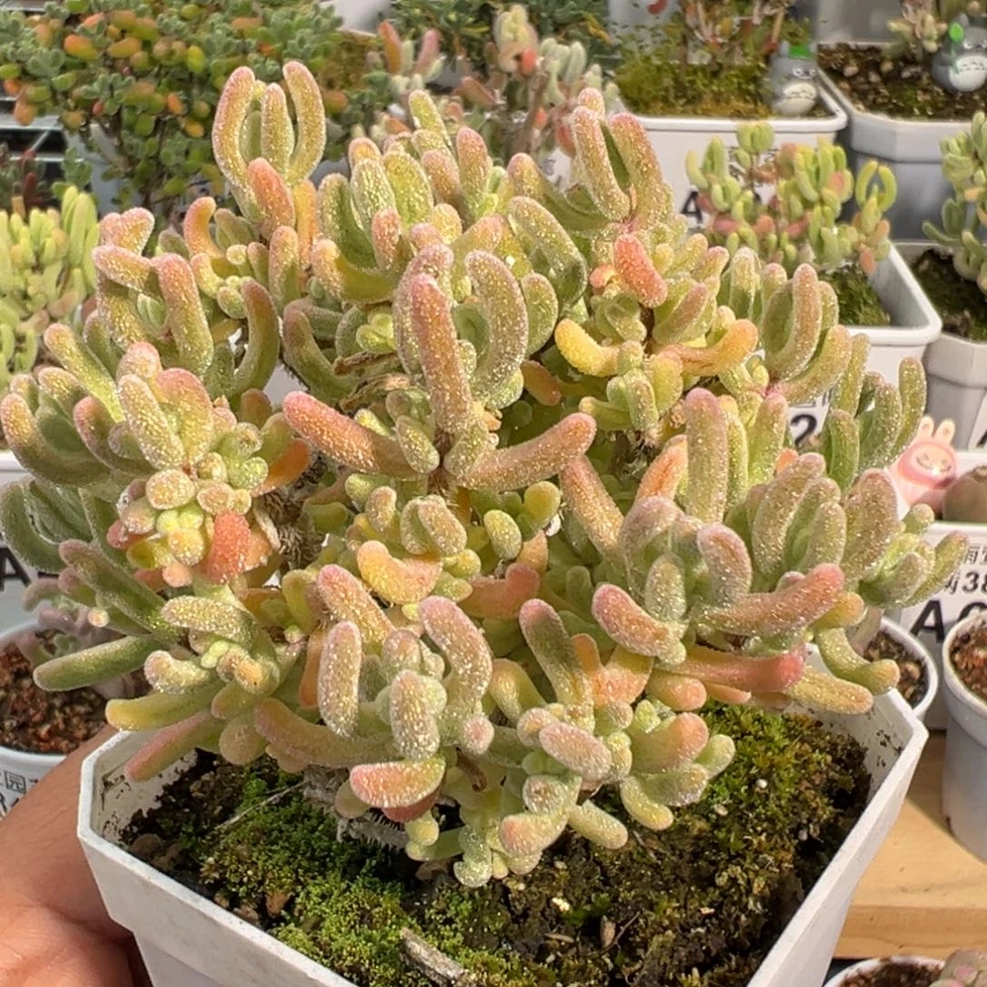 1-018枝干番杏多肉橙叶白锦七方盆老桩