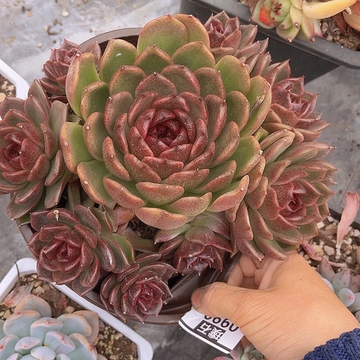 黑桃0990多肉植物