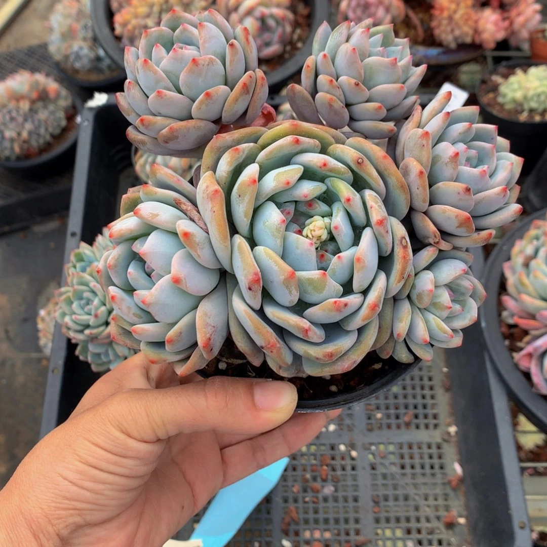 一****q3814嗯嗯嗯的人就是个