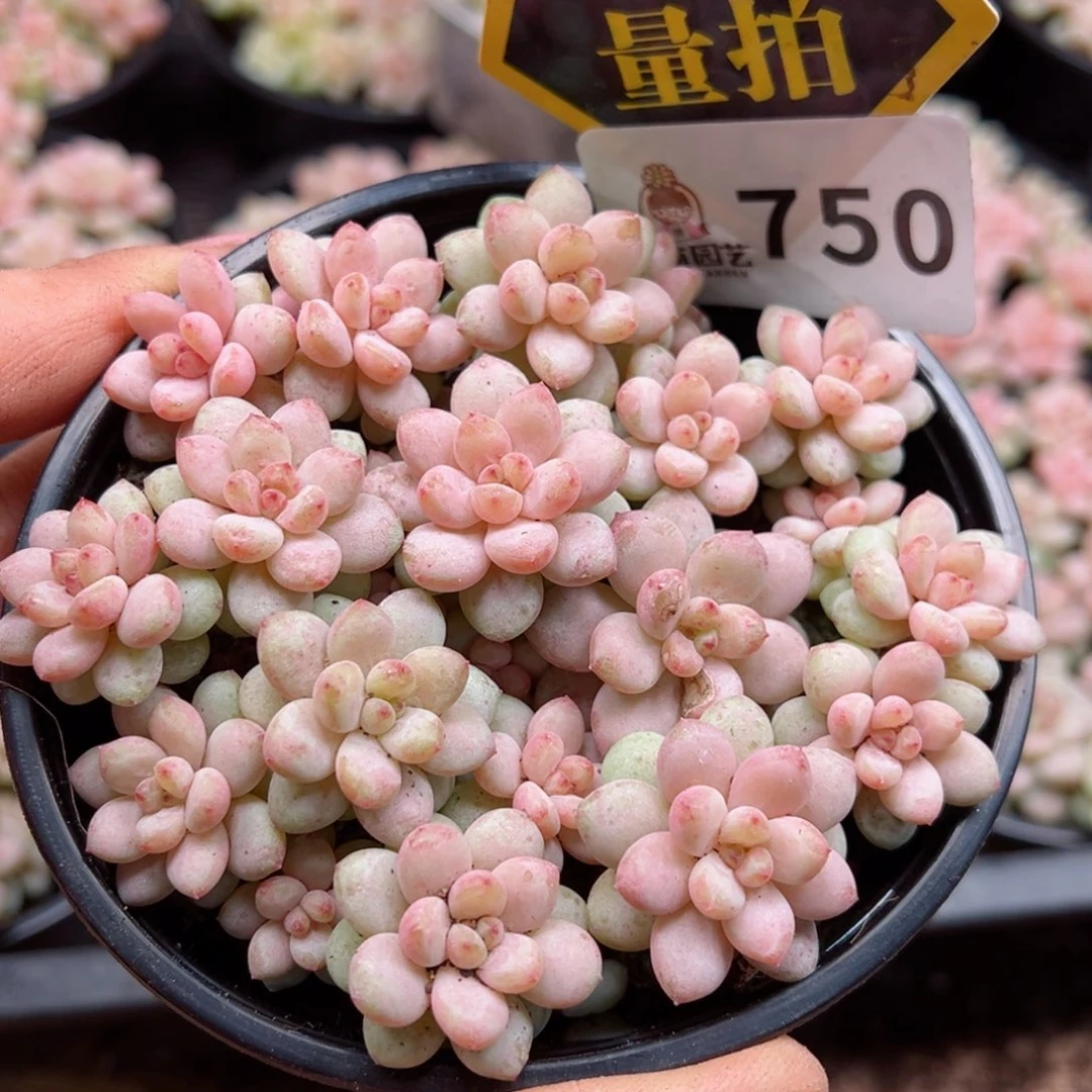 多肉植物多肉植物