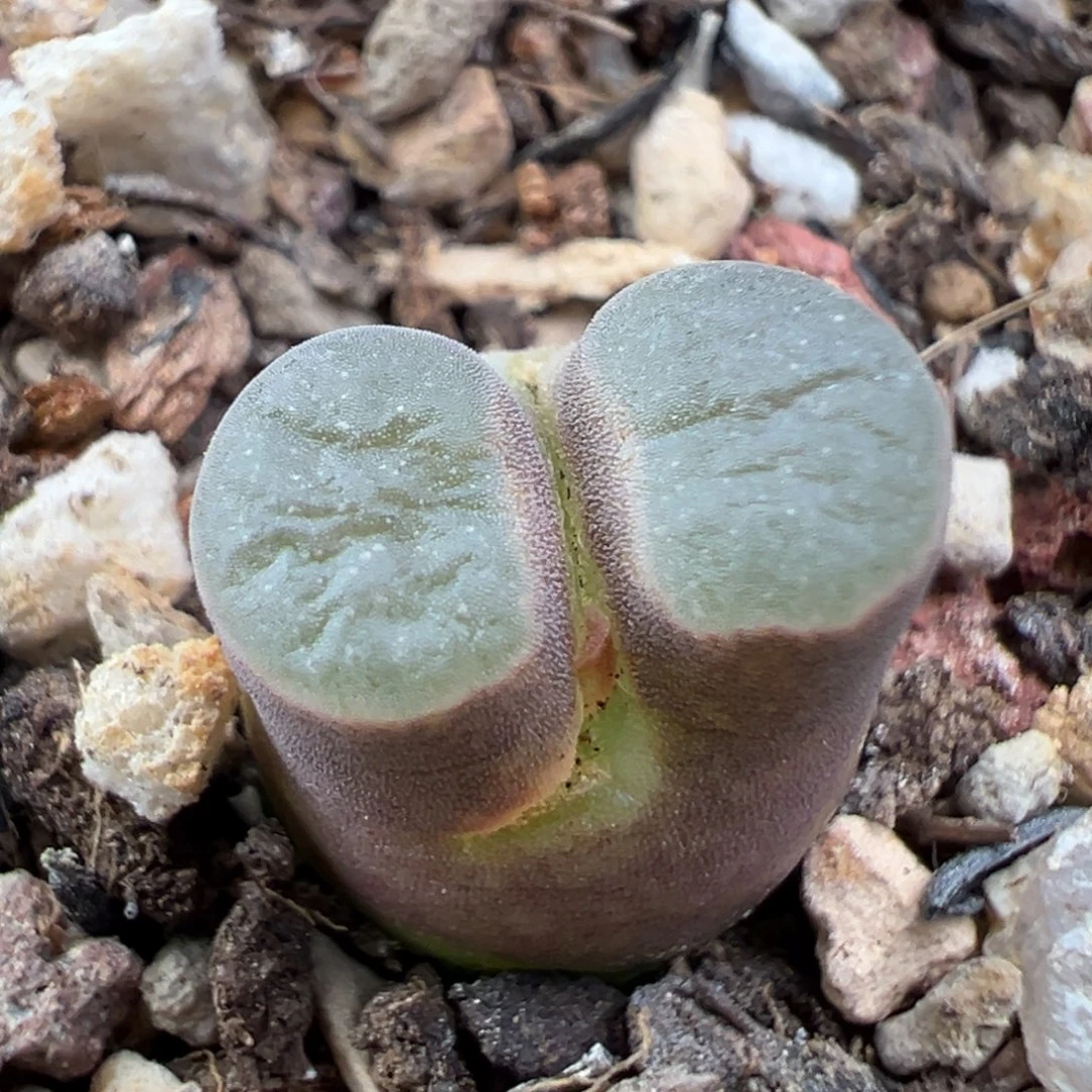 11.30好看的多肉脱土发货829