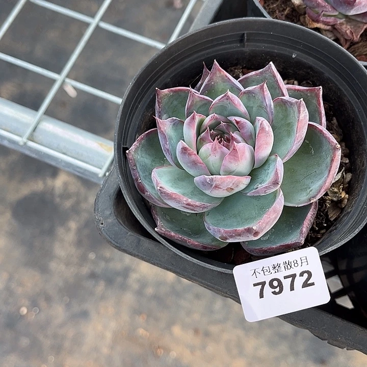 阿雅园艺。          7972惊鸿仙子