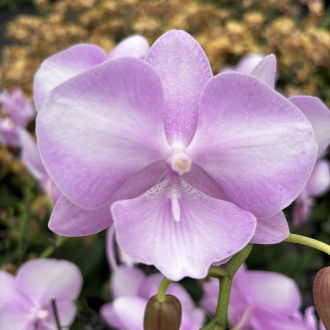 蝴蝶兰【骑士】带花，带花剑，四季开花室内好养鲜花