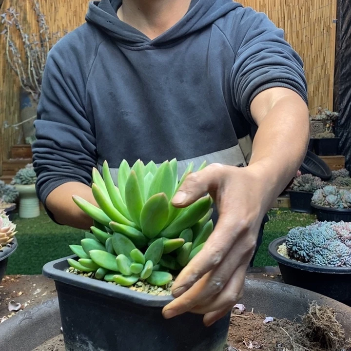 汤***圆373号海洋之歌多肉植物