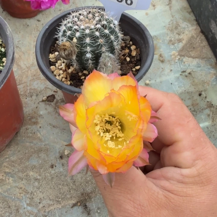 花纹福利特价E566