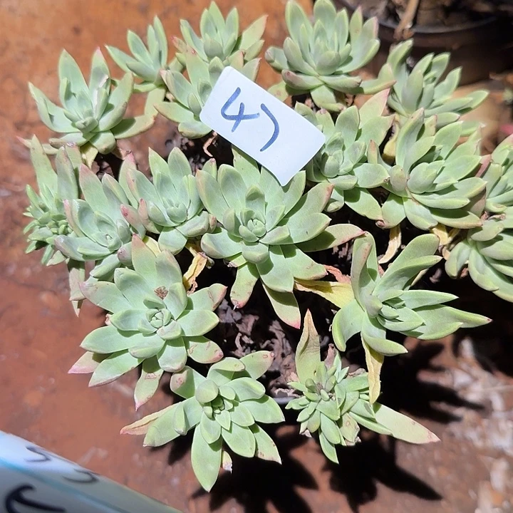 3代杂交仙女杯多肉福利处理