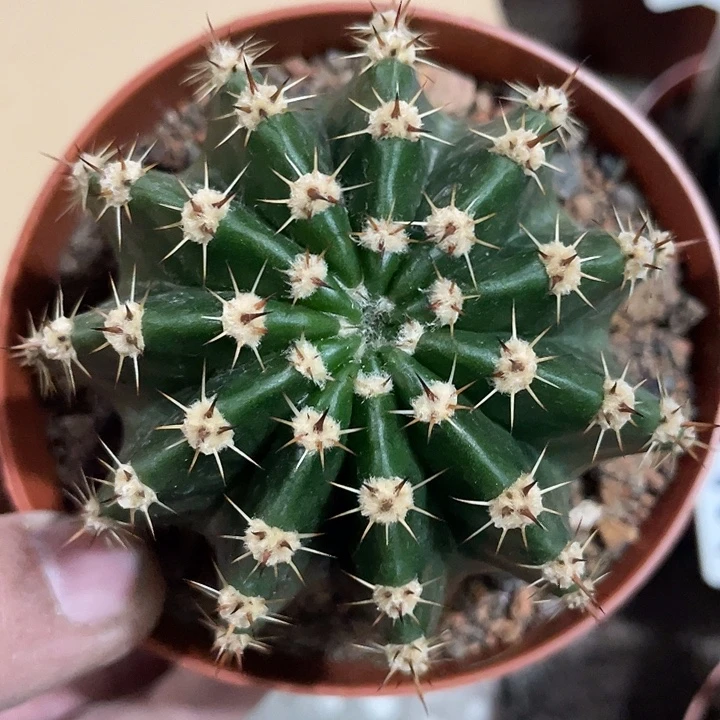 237号高耸三中刺彩草