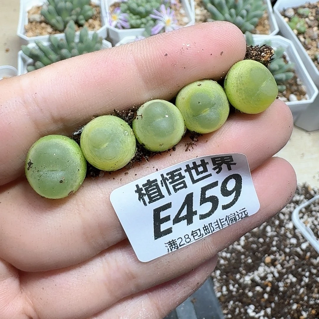 多肉植物多肉植物fv