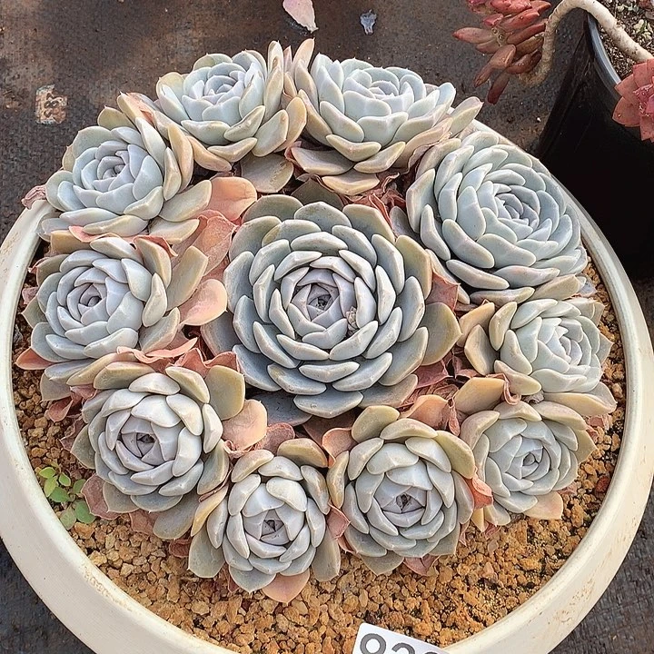 930汉堡一物一拍多肉