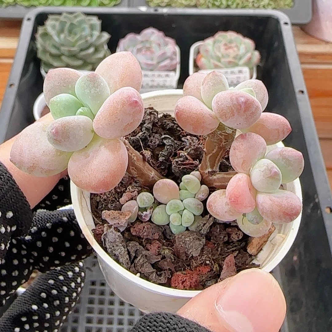 多肉1011--176洛神小老桩