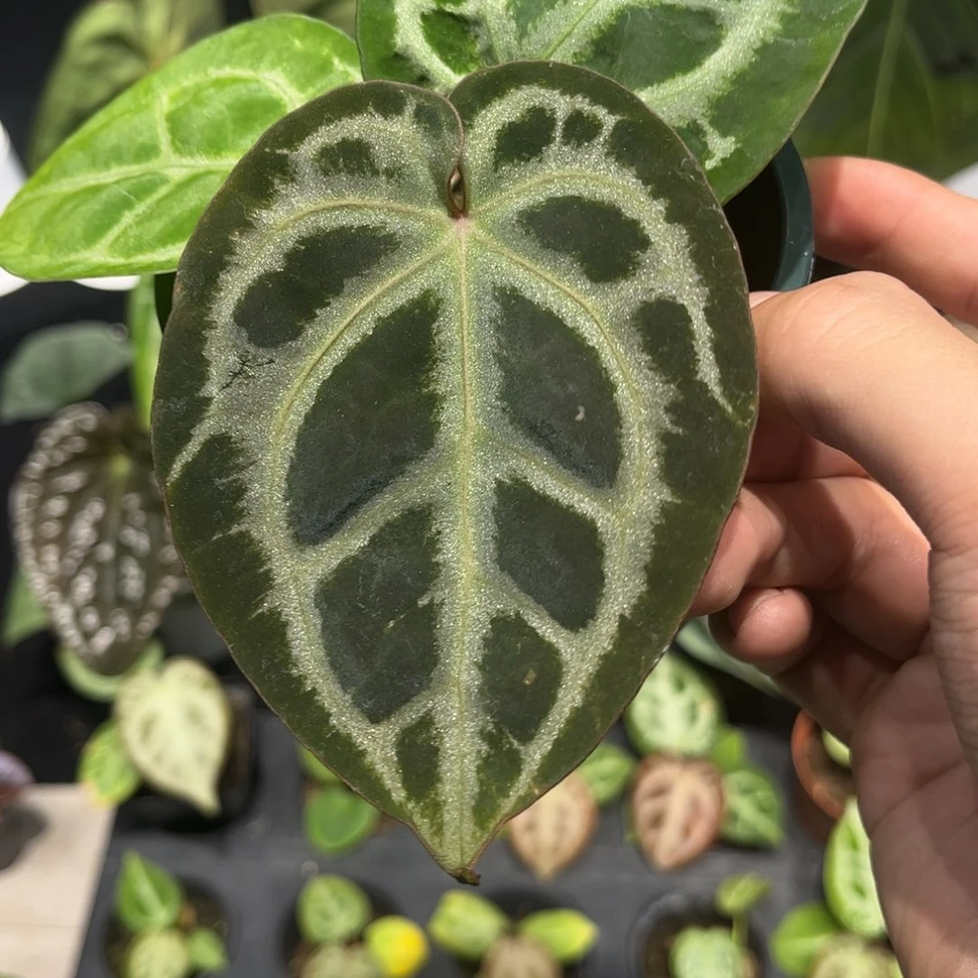 不开花植物粉色面纱杂nse红