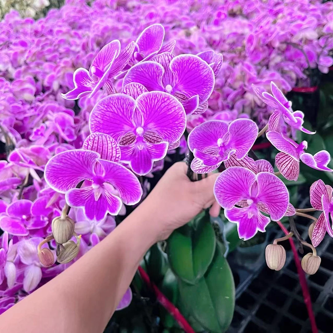 蝴蝶兰【性感】单花剑 带花发货 室内花花 广州基地直发