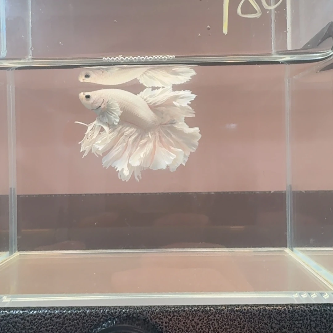 海水鱼花瓣耳绣球公鱼竞拍