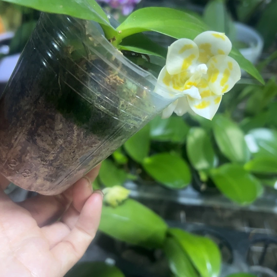 完全开放雅风情歌2.8带花不售后