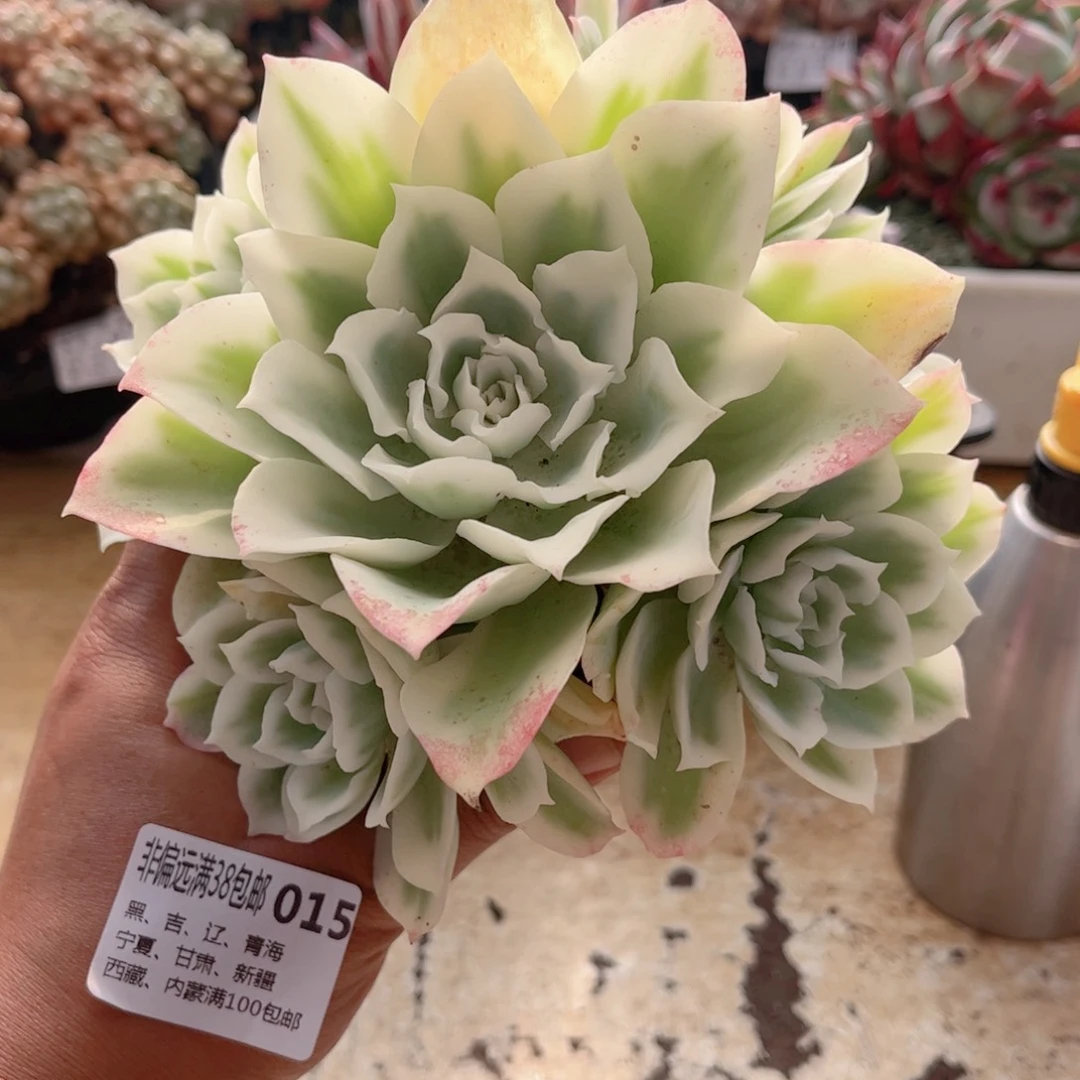 015柠檬玫瑰锦德华多肉