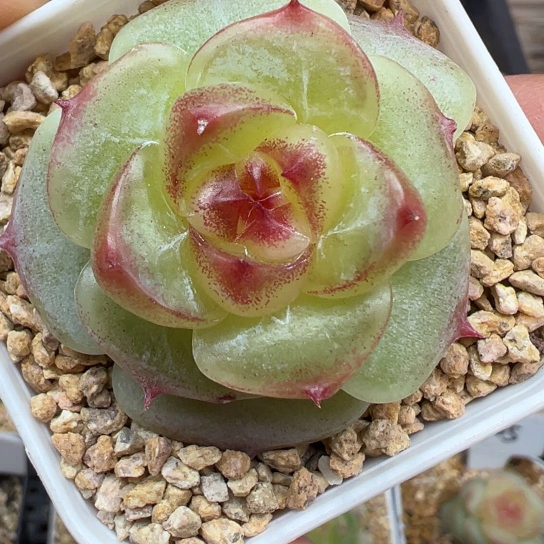 284号绿菩提晗雨多肉