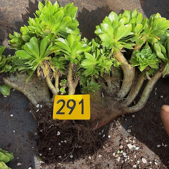 多肉植物福利291