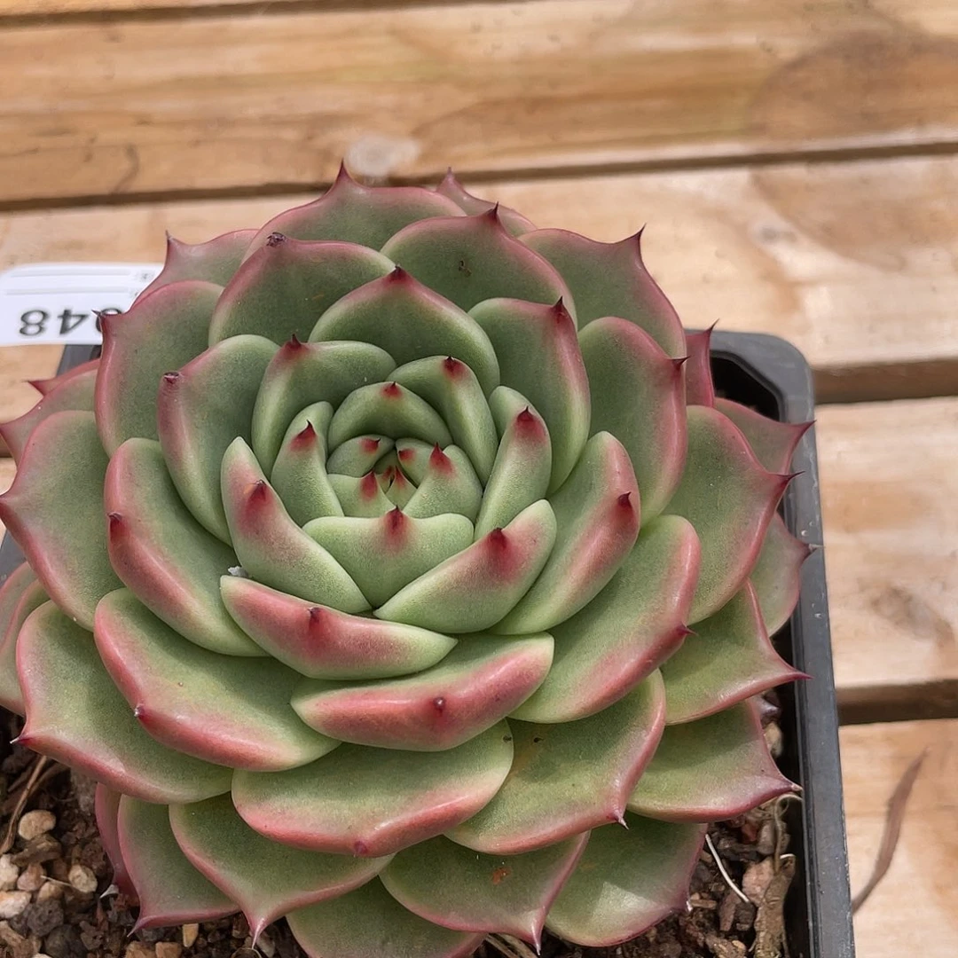 若如东云单拍E048