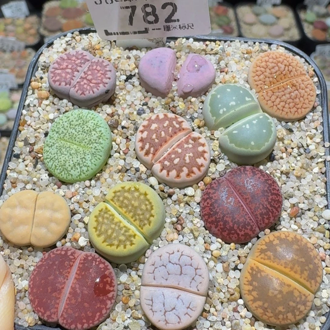 Sssss精品生石花782