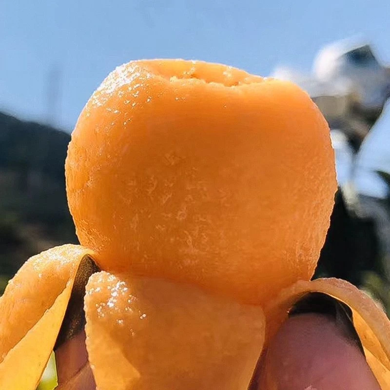 【顺丰】高山老树露天自然成熟现摘新鲜枇杷清甜多汁好吃的水果