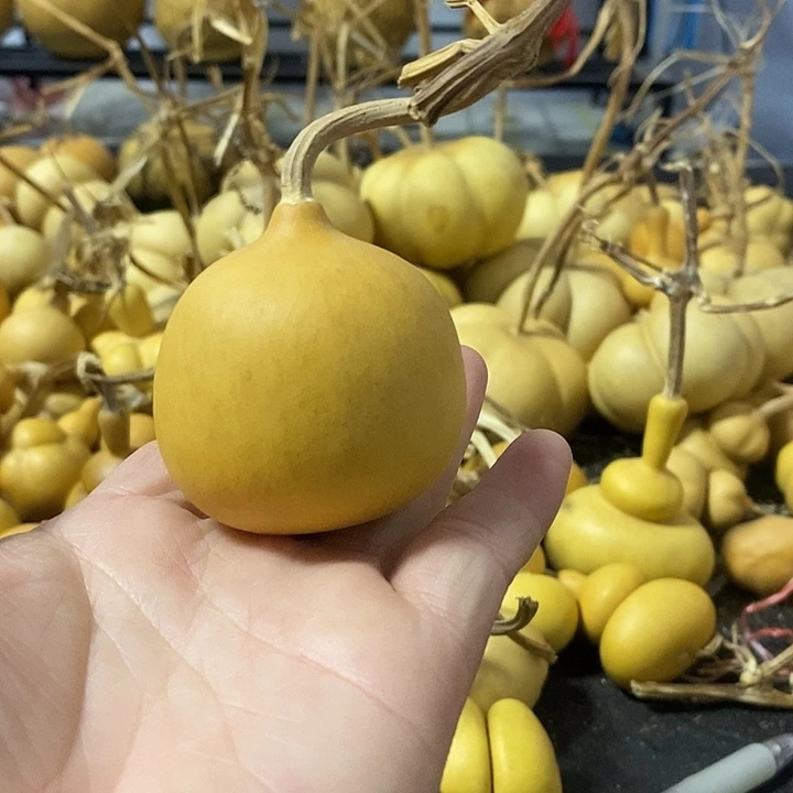 葫芦的颜色很好看