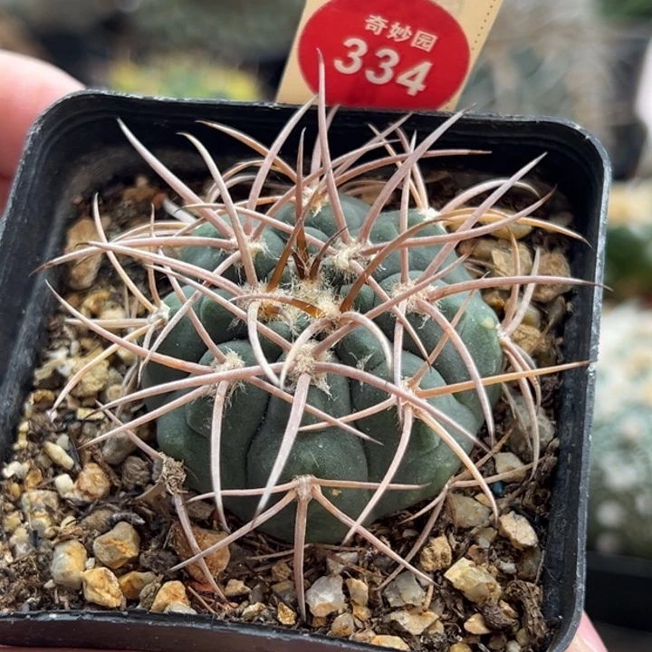 实生狂刺天平丸4.4cm
