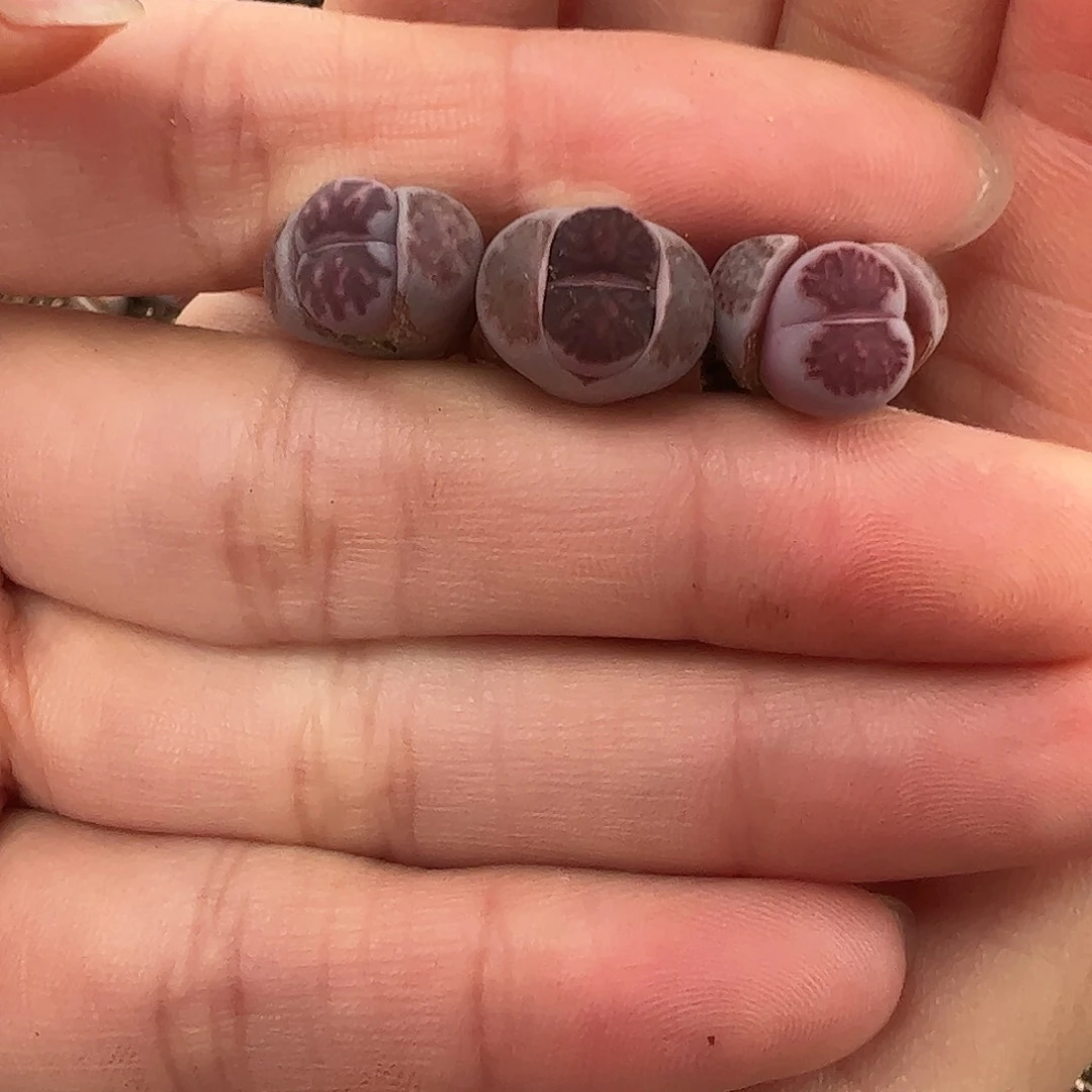 0000量拍小紫菊3颗尺寸不大