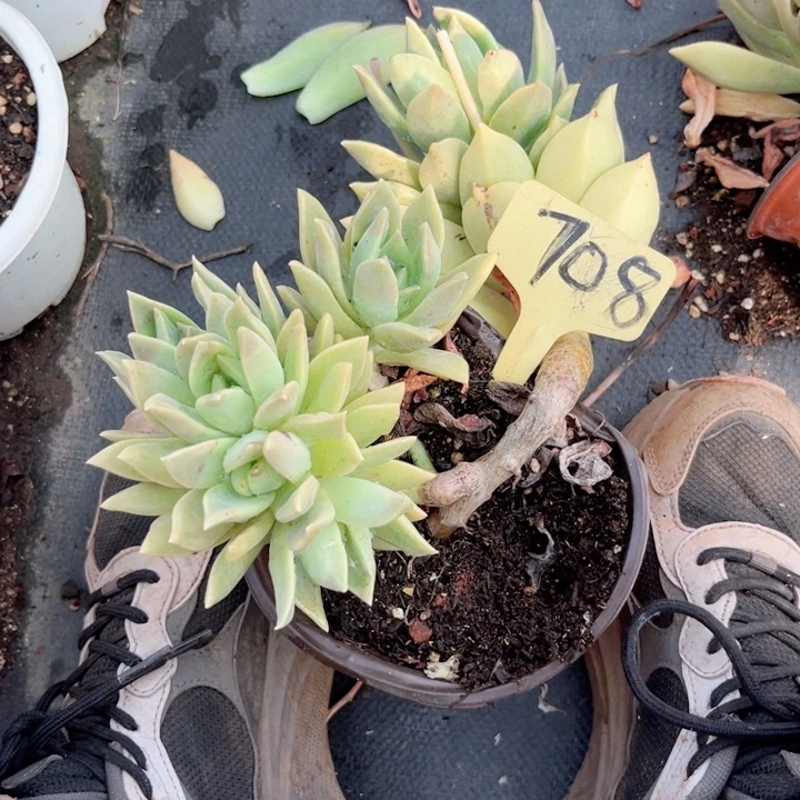 晨语多肉一物一拍708