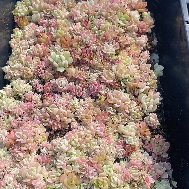 74 多肉植物盆栽花卉植物