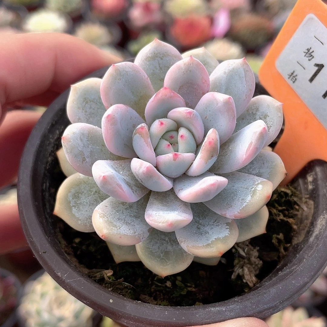 梦露锦1142号多肉