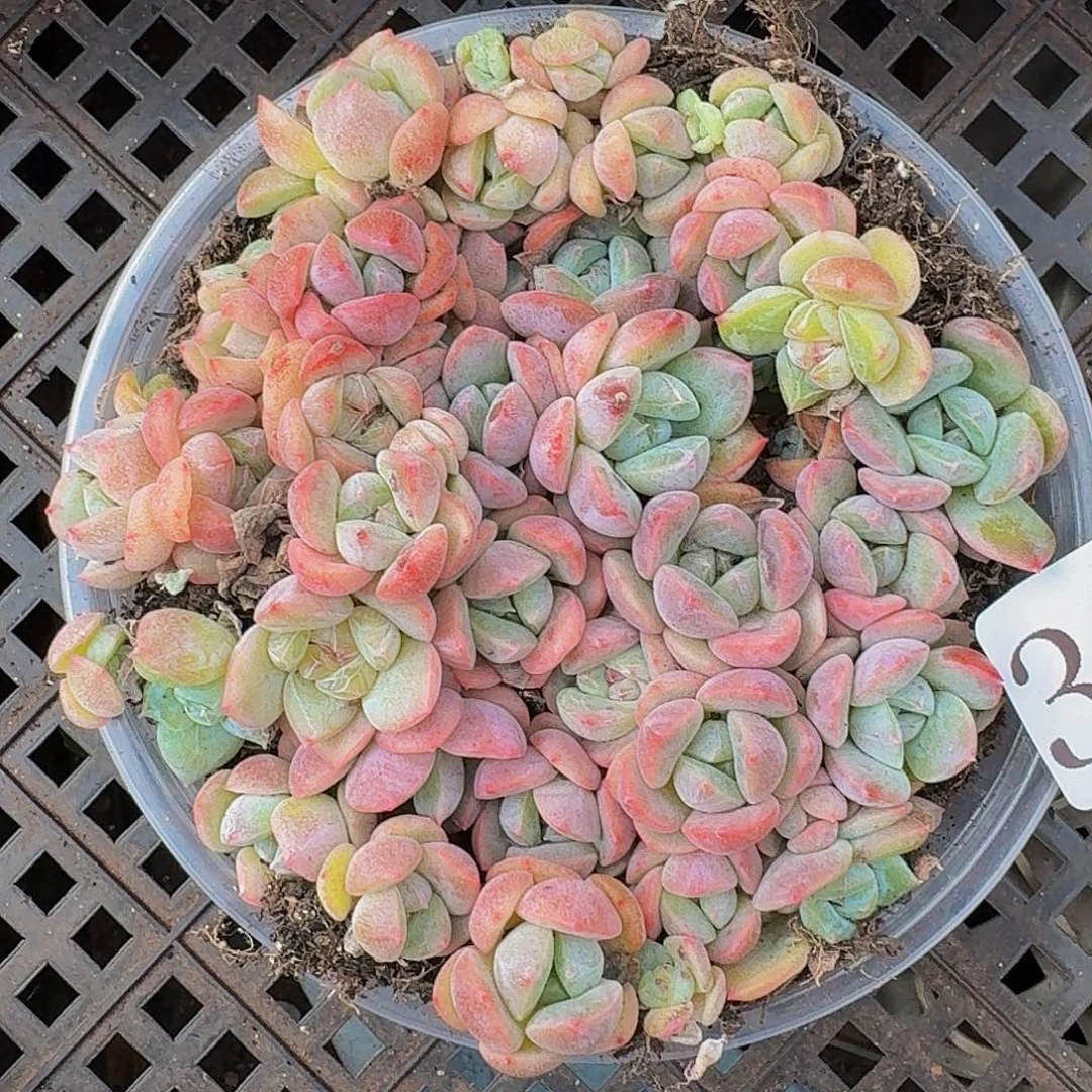 多肉植物多肉植物395