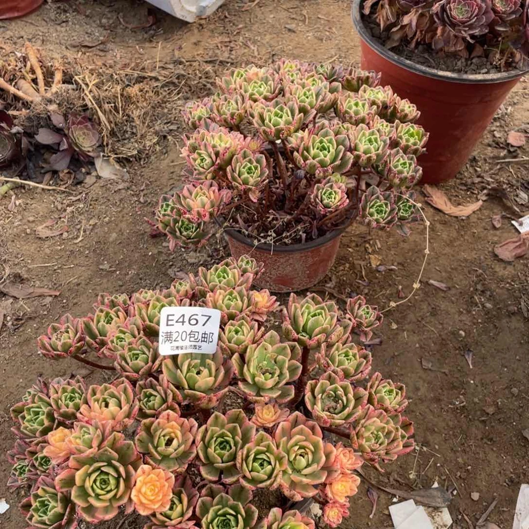 467甜茶多肉法师