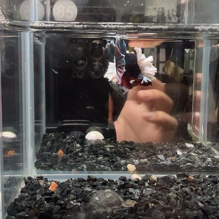 斗鱼跑单拉黑1 9日85