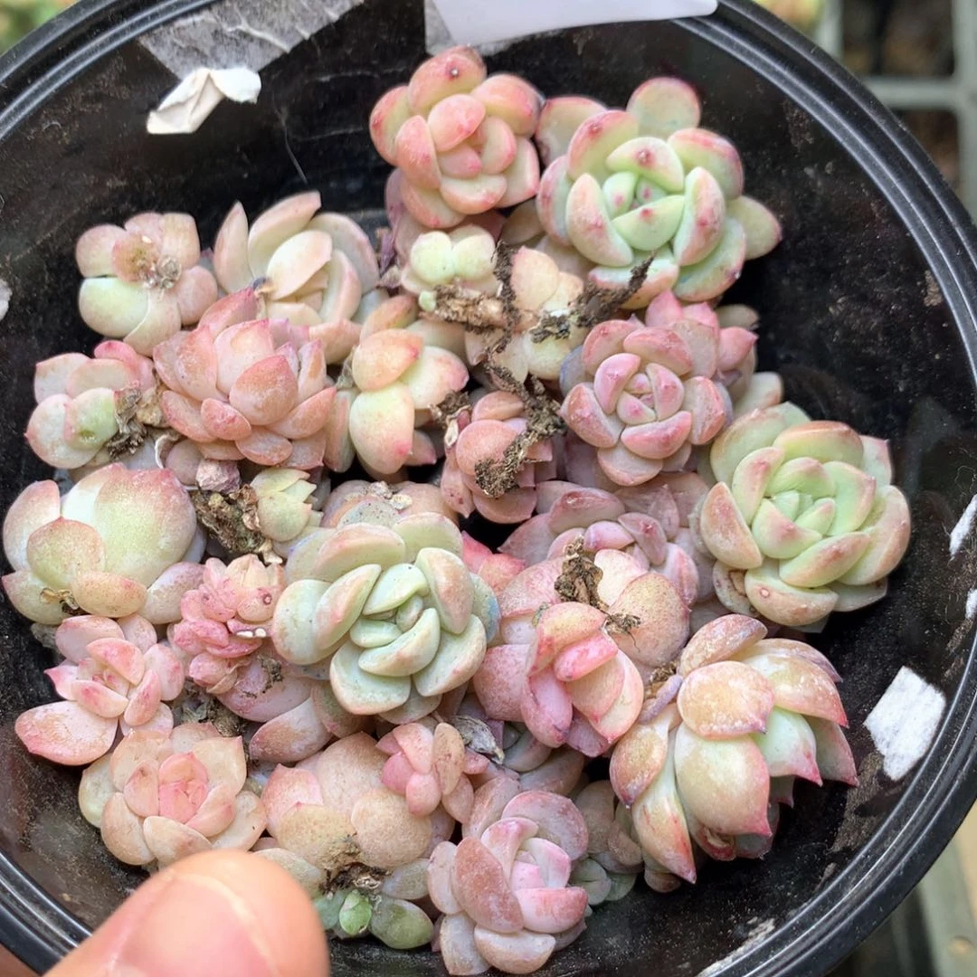 T7 珍妮糖心巫拉拉混合组合