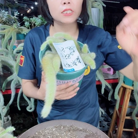 平**淡九尾狐脱土发货实拍一棵